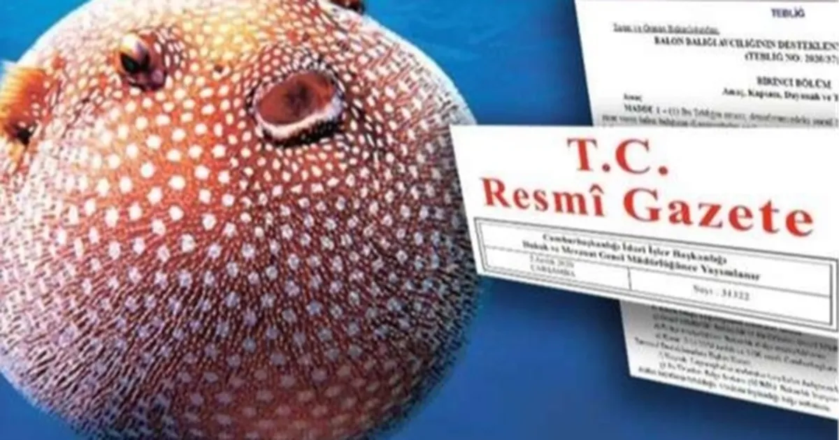 Balon Balığı avcılığı desteği artırıldı