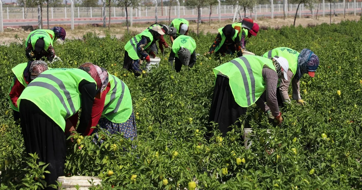 Binlerce yıllık Ata tohumları Karatay’da hayat buluyor