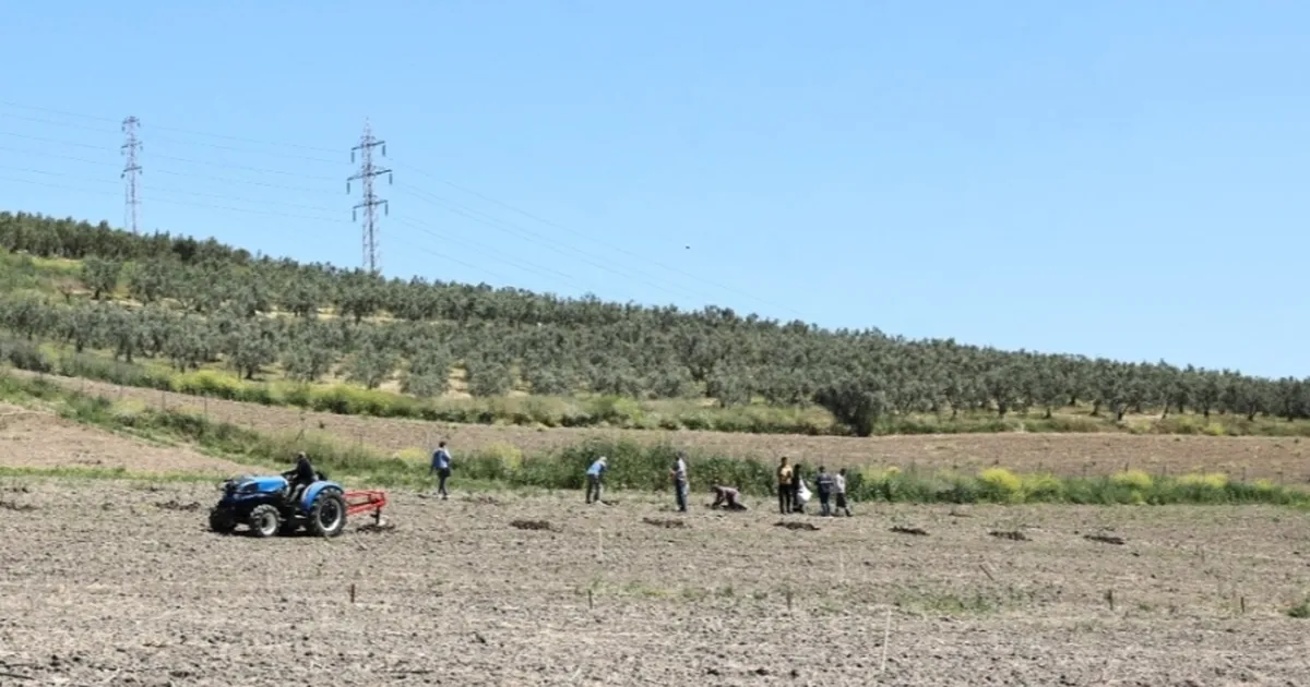 Bursa Nilüfer’den Konaklı’ya 800 zeytin fidanı