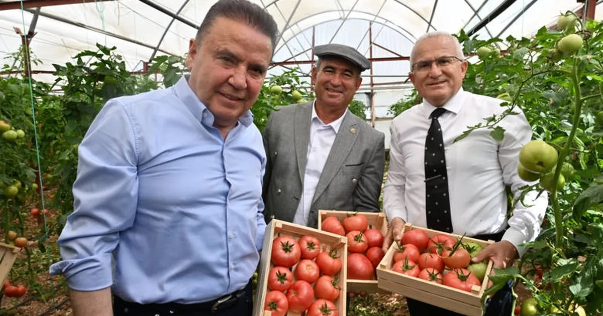 IV. Uluslararası FoodFest Gastronomi Festivali domates hasadı ile başladı
