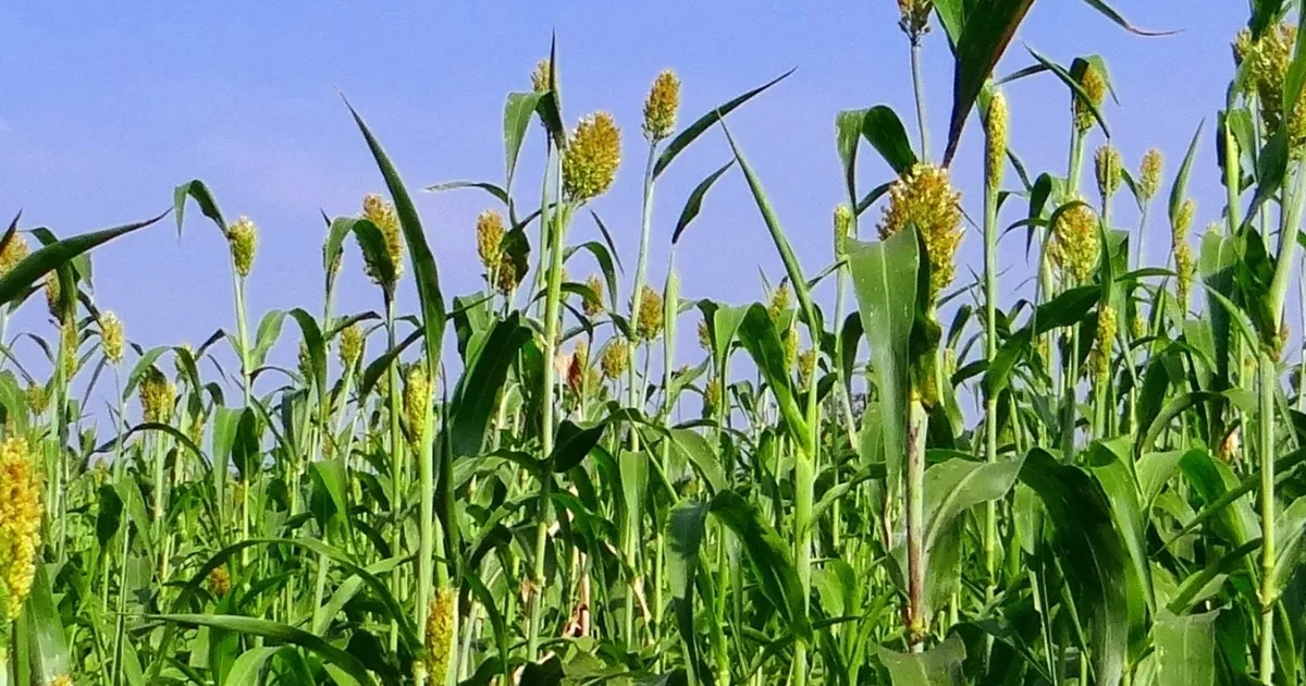 İzmir’de üreticilere Sorgum Sudan Otu Tohumu dağıtıldı