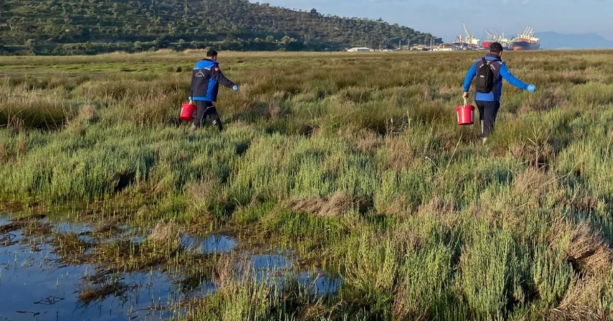 Muğla Büyükşehir’den Güllük’te 60 hektarda ilaçlama