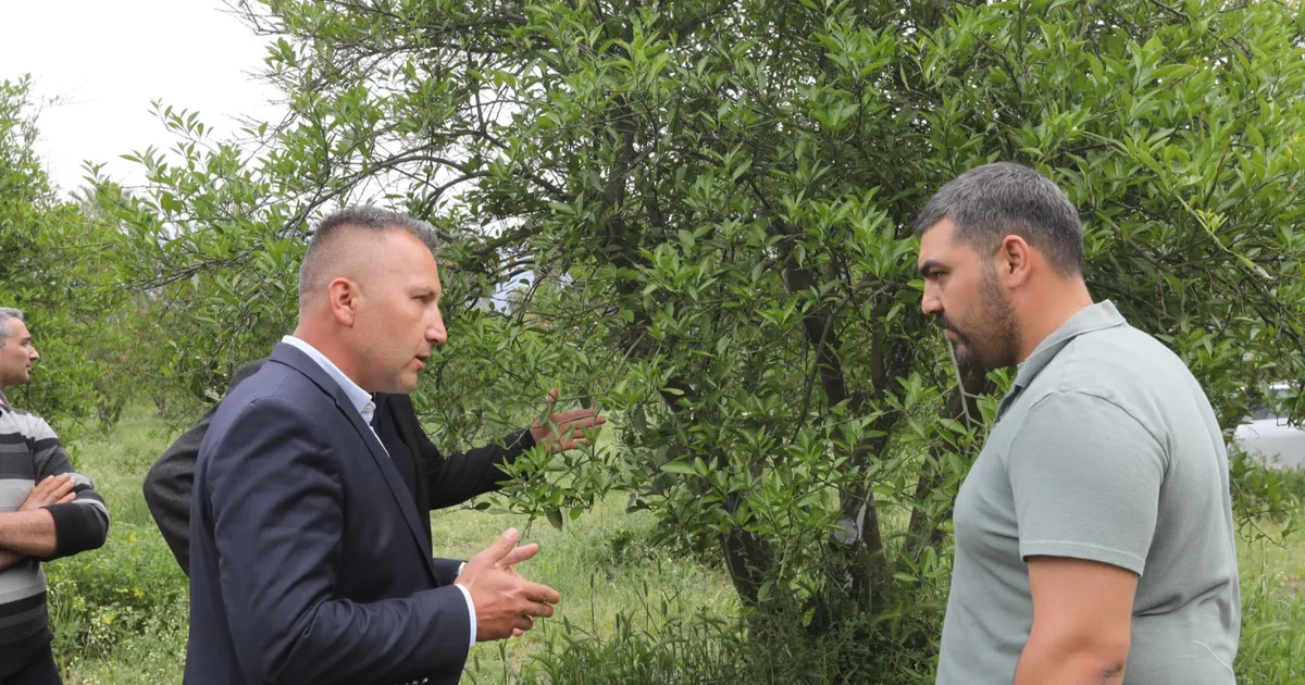 Muğla’da zirai donun yaraları sarıldı