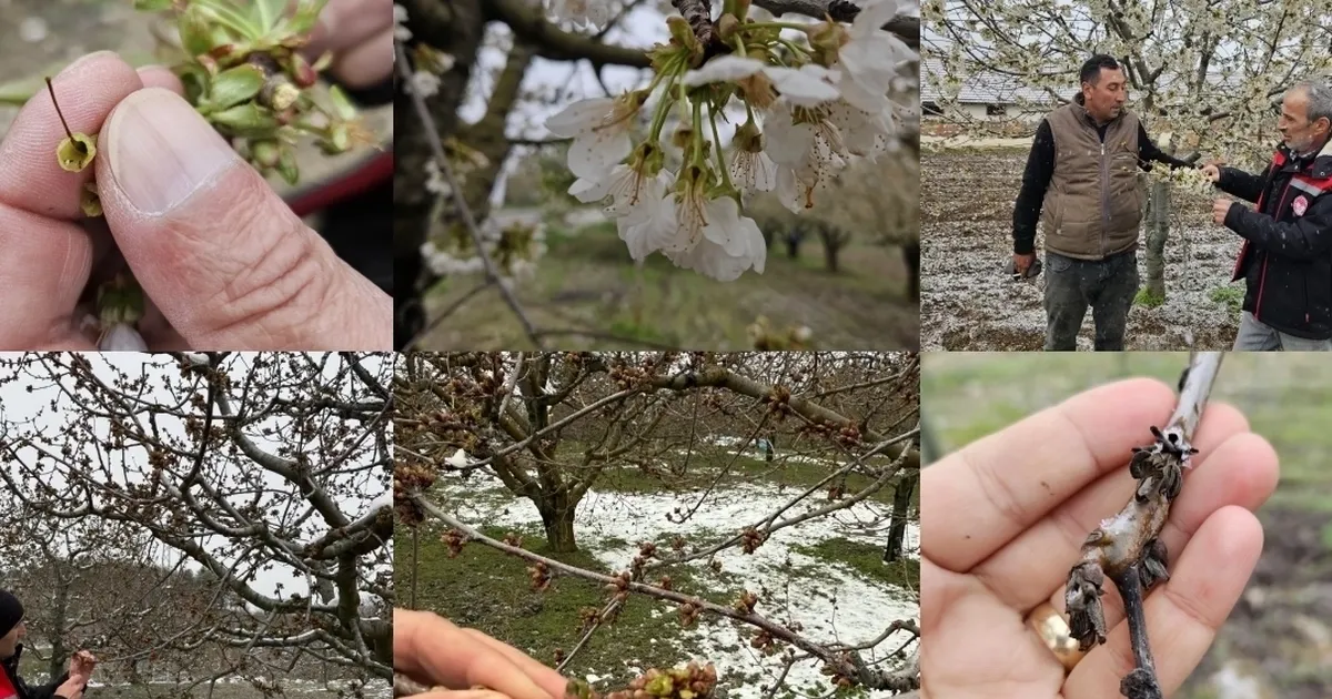 TBMM Zirai Don Araştırma Komisyonu üye seçimi ‘Resmi’leşti